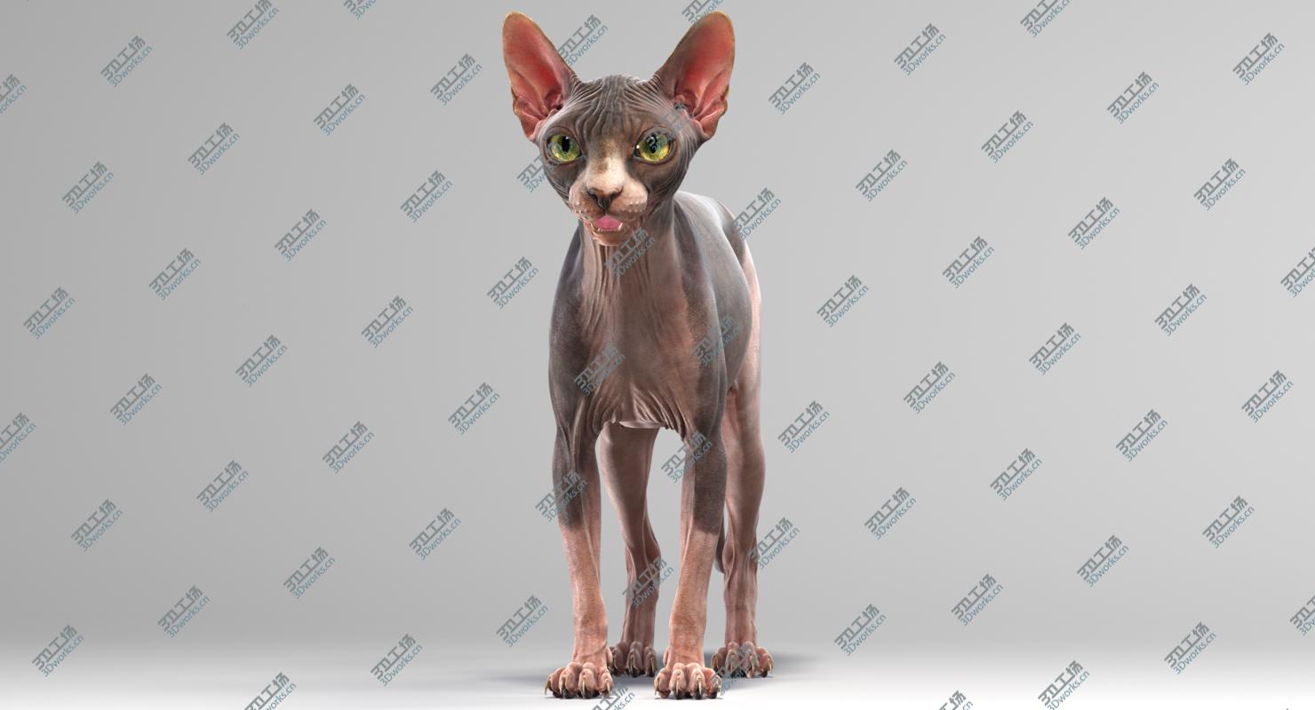 images/goods_img/2021040165/Sphynx Cat 3D/5.jpg